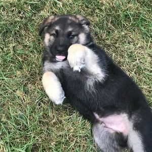 Meet your Posher, Drew